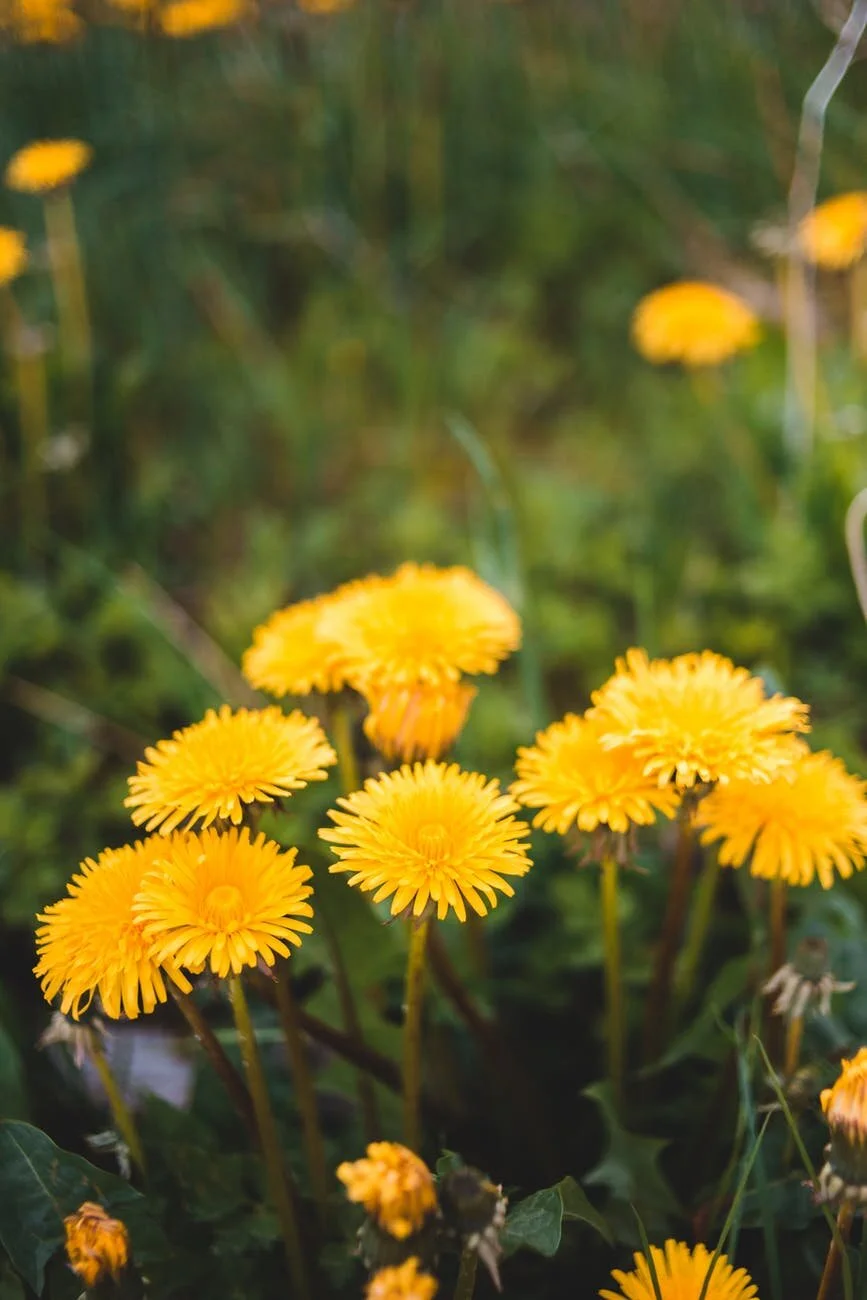 Yellow dandelion flowers in a field