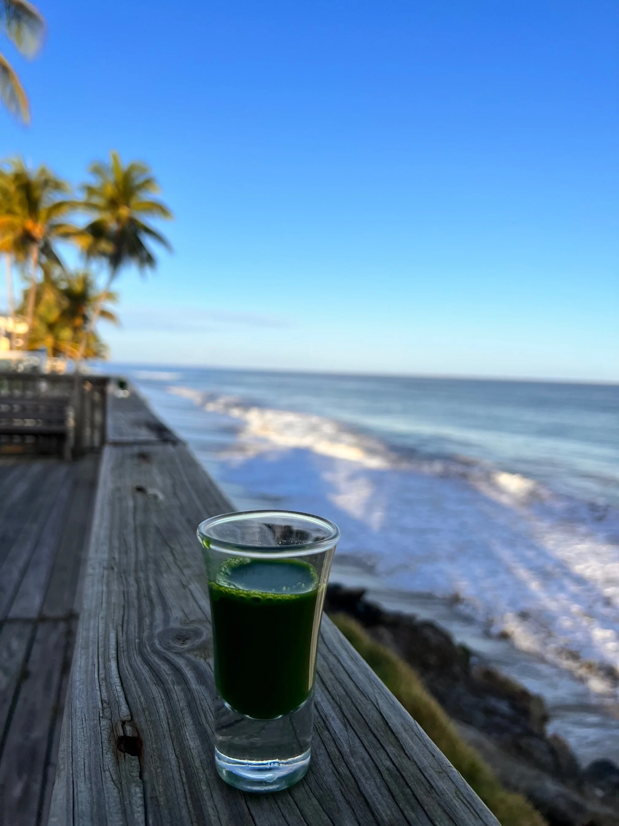 Fresh wheatgrass juice overlooking the ocean
