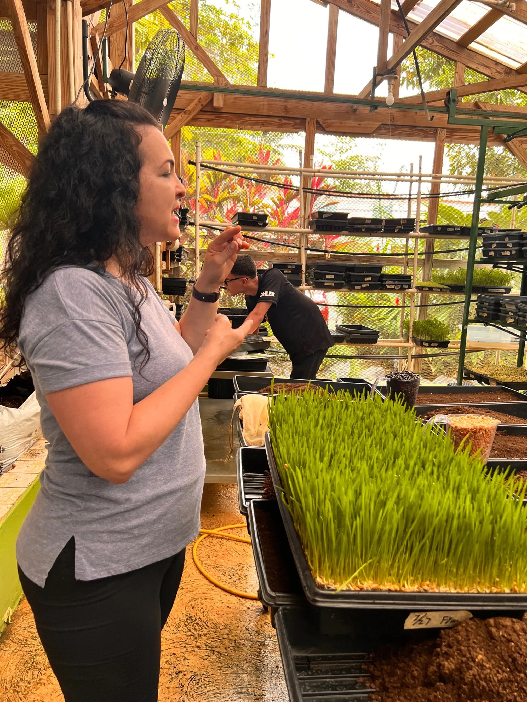 Woman holding a tray of wheatgrass in a greenhouse